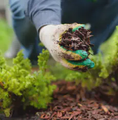 Mulch