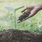 Tree Planting