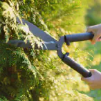 Tree Trimming